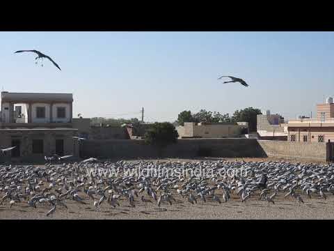Large gathering of migratory Demoiselle cranes in Rajasthan