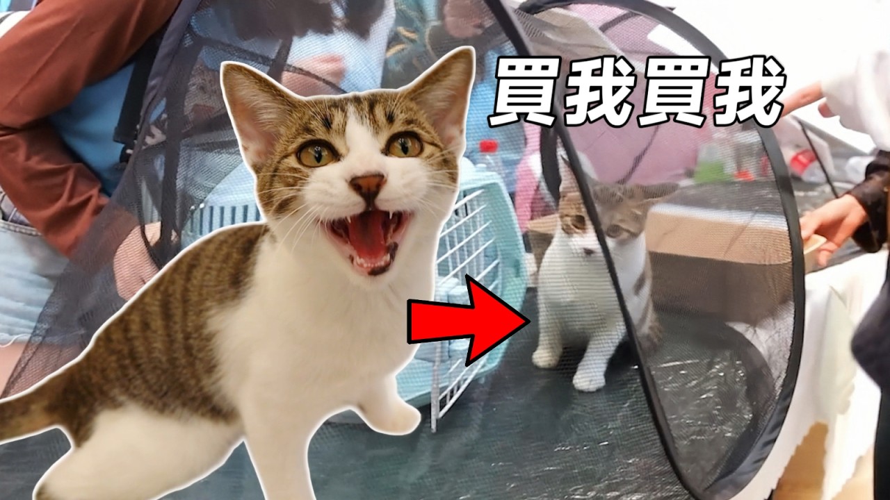 帶四隻小浪貓去商場擺攤，最乖那隻當場成交｜李喜猫