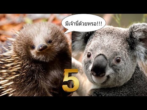 5 อันดับ สัตว์สุดน่ารัก ในประเทศออสเตรเลีย