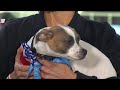 Twins Tuesday: Bark in the Park night at Target Field