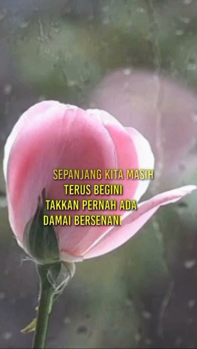 Status Wa Pance Pondaag _ Kucari jalan terbaik (cover) #janganlupasubscribe #rosaa22 #statuswa