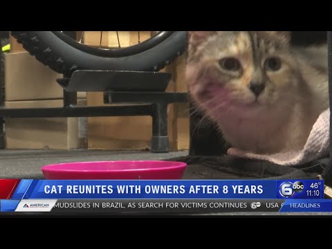 Cat lost in 2015 is reunited with owners 2,000 miles away