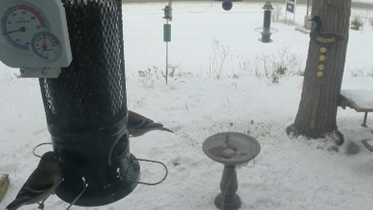 LIVE bird feeders cam, Grand Bend Ontario Canada. 20220112 YouTube