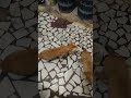 #funnycat please subscribe and like for tommy