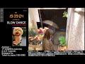 【Thu.04/23/2026 Livecamera at the florist】 スローダンス SLOWDANCE 等々力 尾山台 世田谷 Setagaya 東京 Tokyo 日本 Japan