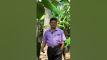 Water Management for Coconut Intercropped with Banana