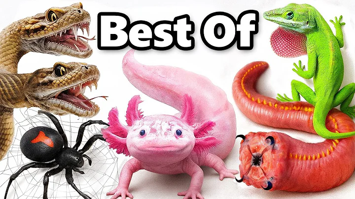 My Best Pets of 2025 (so far) thumbnail