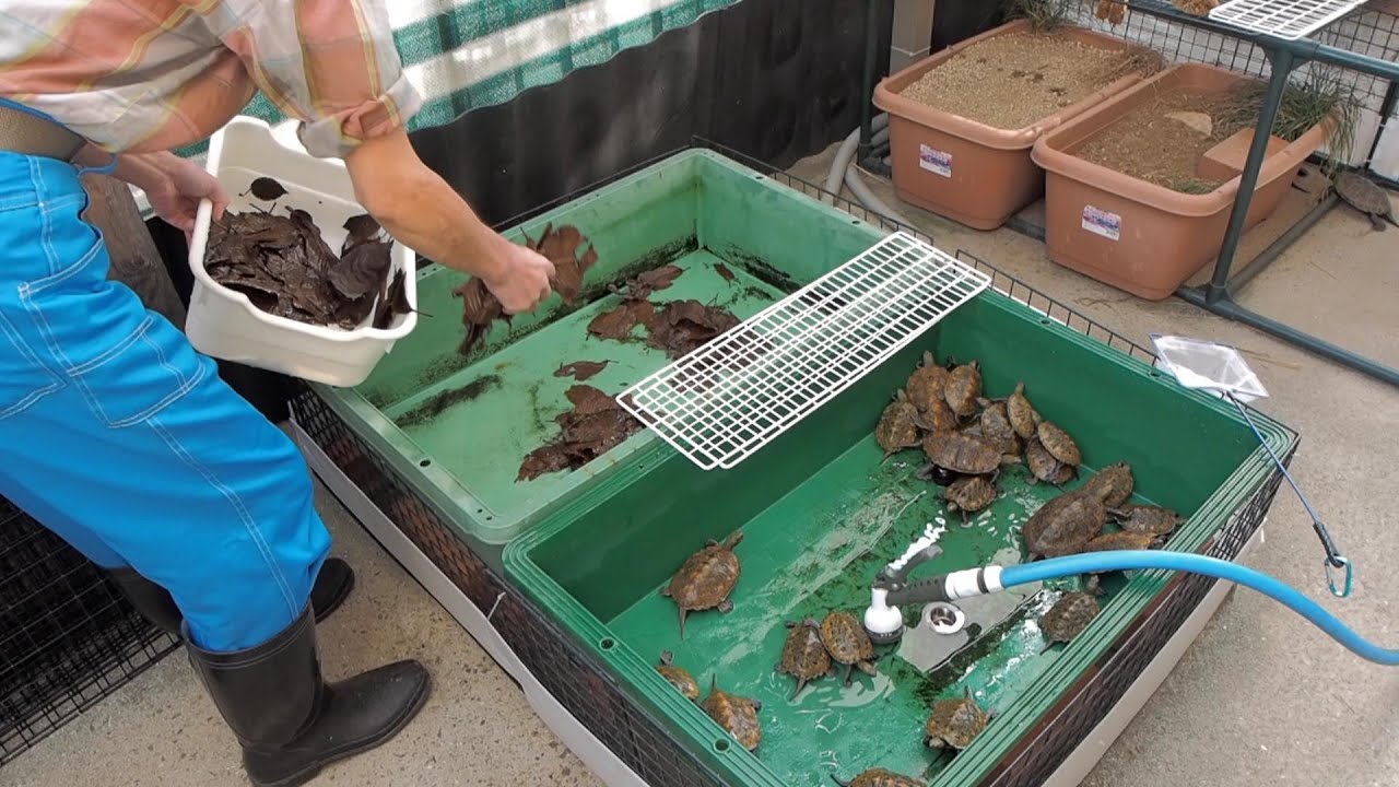 イシガメ幼体の冬眠準備をしました2024