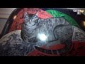 Cats&amp;DogsTV - УДИВИТЕЛЬНЫЙ МИР КОШЕК - КОШКИ АМСТЕРДАМА 4 - KATTEN KABINET / CATS FROM AMSTERDAM 4