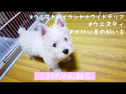 【ウエスティ】生後2ヶ月半/仔犬/パピー/我が家にお迎え