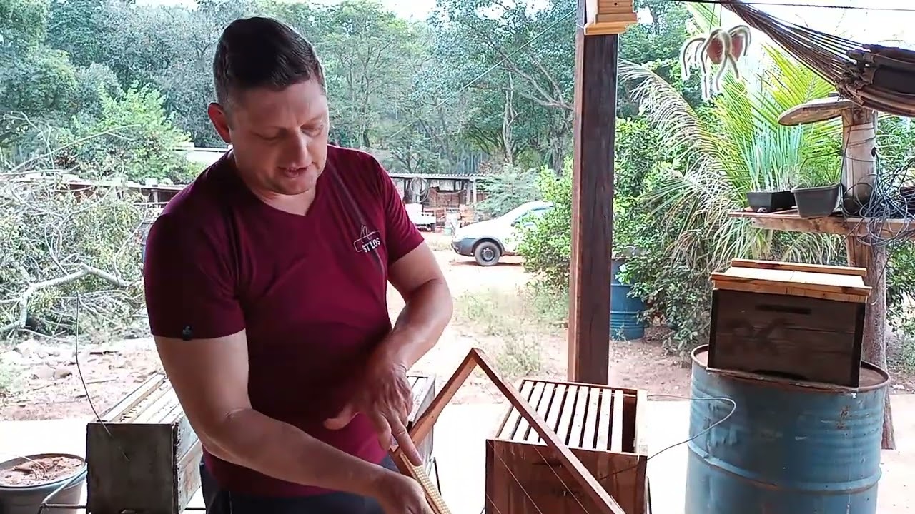 COMO AUMENTAR 100% A CHANCE DE CAPTURA DE ENXAMES DE ABELHAS