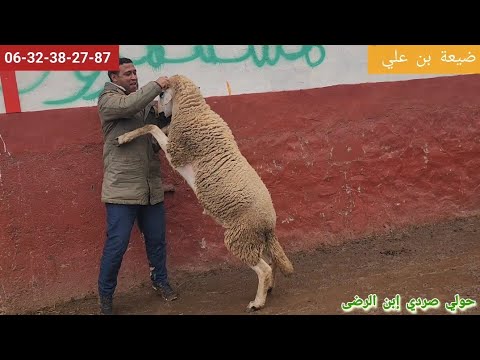 من سوق لفقيه بن صالح بتاريخ 31 12 2025 فرجة ممتعة