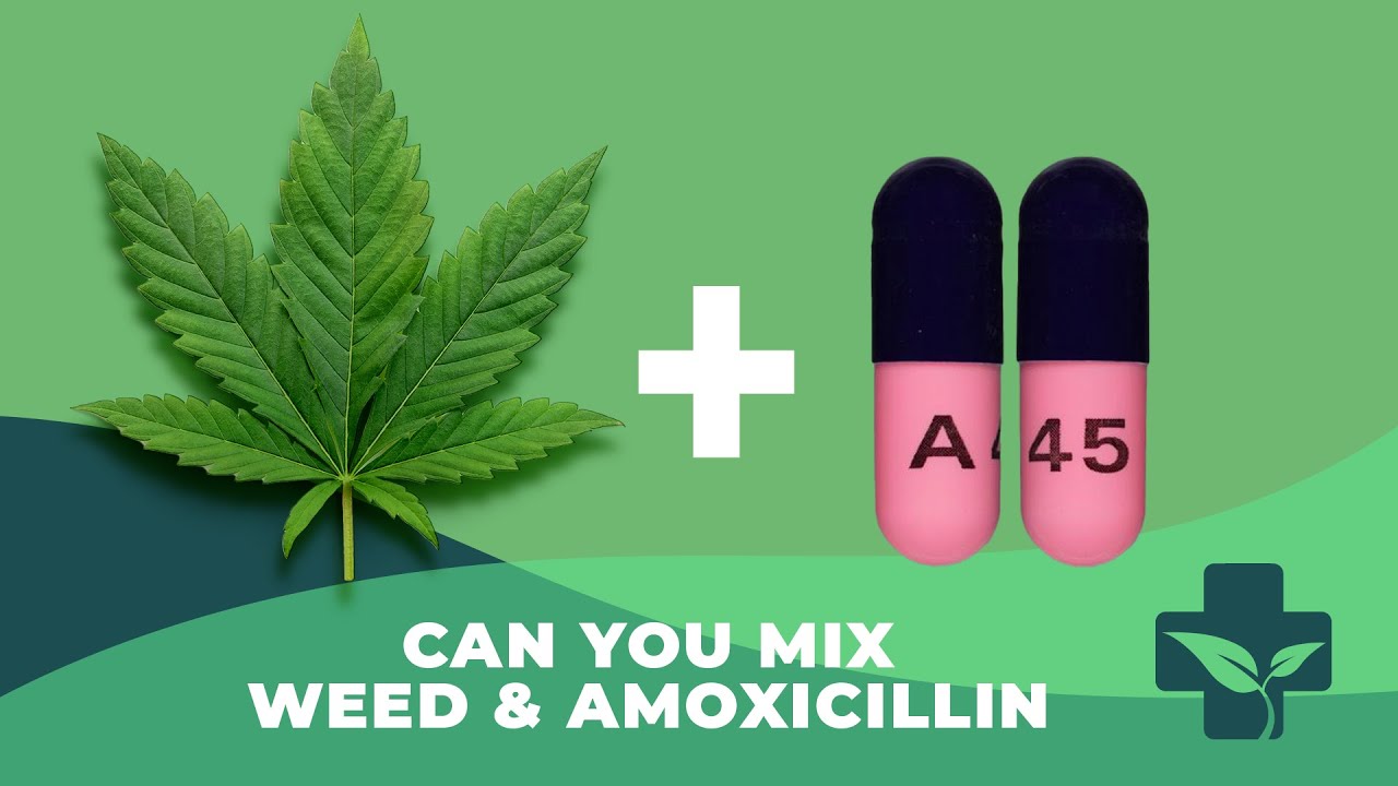 amoxicillin and tobacco Doctor Exposes Truth About Smoking Cannabis on Amoxicillin