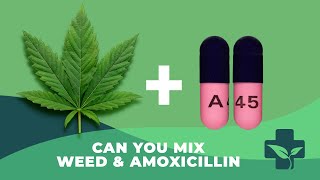 Doctor Exposes Truth About Smoking Cannabis on Amoxicillin