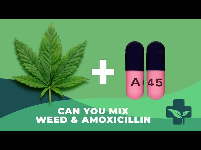 Doctor Exposes Truth About Smoking Cannabis on Amoxicillin