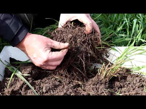 Video: Hur snabbt växer en rödvinaska?