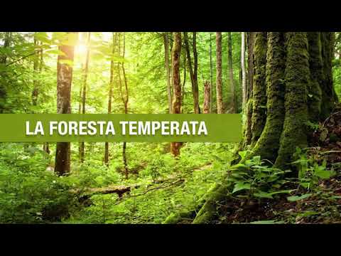 Foresta temperata - Animali - Foresta Temperata