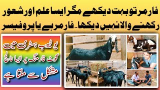 Goat Farming in Pakistan | Goat Farming Tips & Business Plan