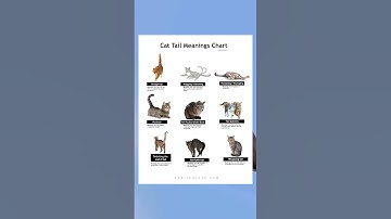 Thumbnail of Cat Tail Meanings Chart: Decode Your Cat’s Tail Language! 🐱🐾