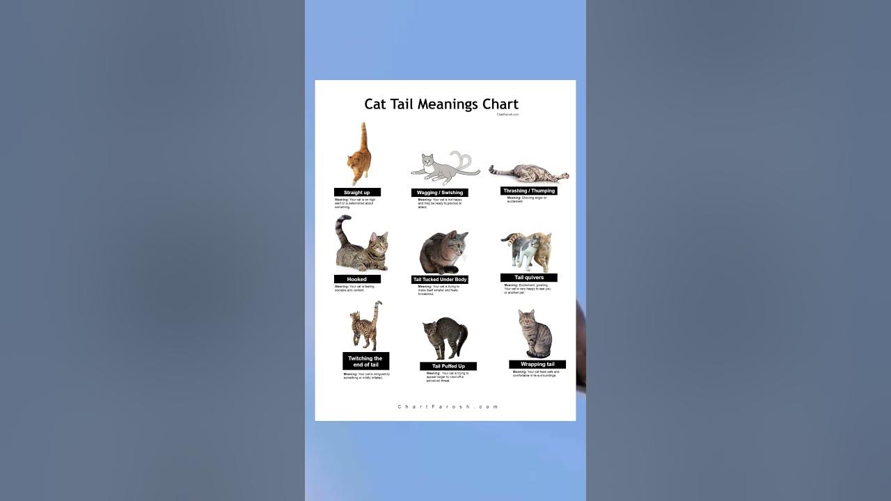 Cat Tail Meanings Chart: Decode Your Cat’s Tail Language! 🐱🐾