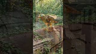 #The #Bird #Of #Forest #Going #To #travel #The #Old #train