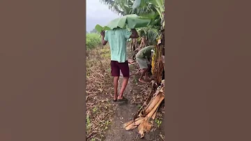 Drizzling Rain And Natural Umbrella 