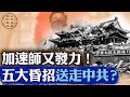 習如何一步步搞垮中共？盤點2025年，中南海五大致命決策！｜#百年真相