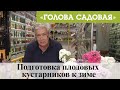 Голова садовая - Подготовка плодовых кустарников к зиме