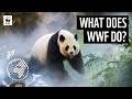 What does WWF do? | WWF