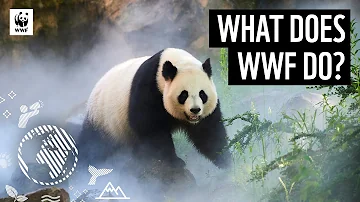 Qual è lo scopo del WWF?