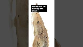 Testing fish for mercury and arsenic