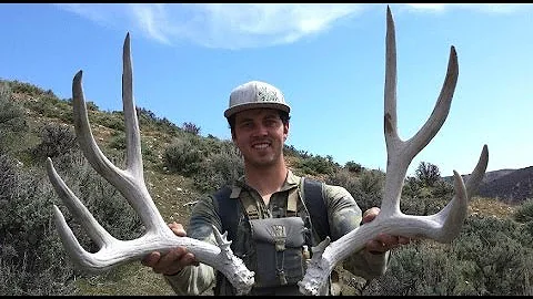 Tines Up Tuesday Episode 32: Matching Up Mule Deer Shed Antlers