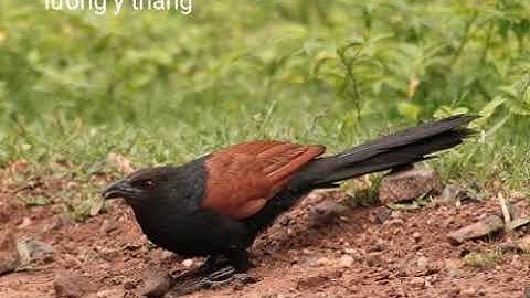 Làm rượu bìm bịp chữa liệt dương quý ông nên biết