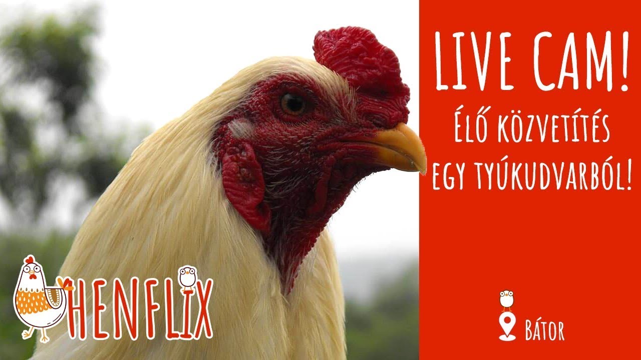 HENFLIX - LIVE Chickens - Feed the chickens online!