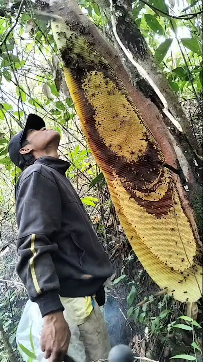 Download lagu The length of the beehive is longer than my body. #tawongung