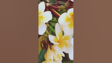 سورة يس 💜 الآية {٨١ . ٨٢ . ٨٣} 💙ماهر المعيقلي
