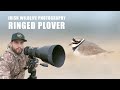 Ringed Plover - Irish Wildlife Photography (Sigma 150-600 Contemporary)