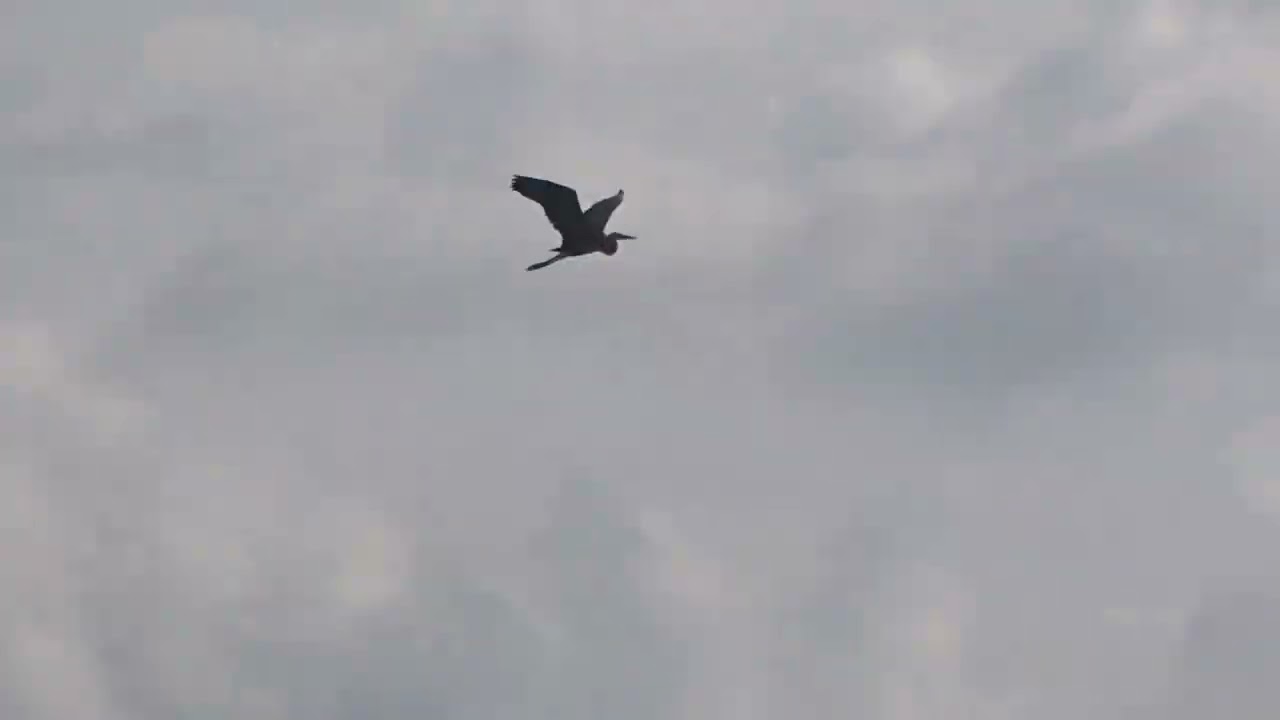Mangroves and Birds Determine Natural Balance (Mangrove dan Burung Penentu Keseimbangan Alam).