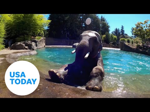 Cheeky elephant plays with his food before he eats it | USA TODAY