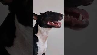 Good Bite. Good Job, My Little.