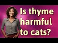 Is thyme harmful to cats?