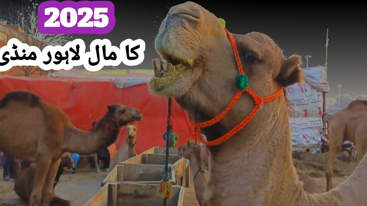 22 January 2025 Ka Mall |Mandi Vlogs Update|Camel Price in Pk|Bakra Mandi Lahore|