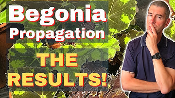 Begonia vermeerderen: 🎉 RESULTATEN! 🥳