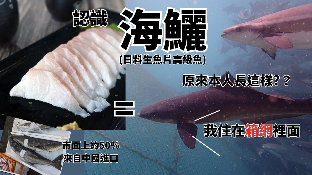 認識海鱺,箱網養殖高經濟價值魚種,豐富油脂日本料理店愛用生魚片 - YouTube