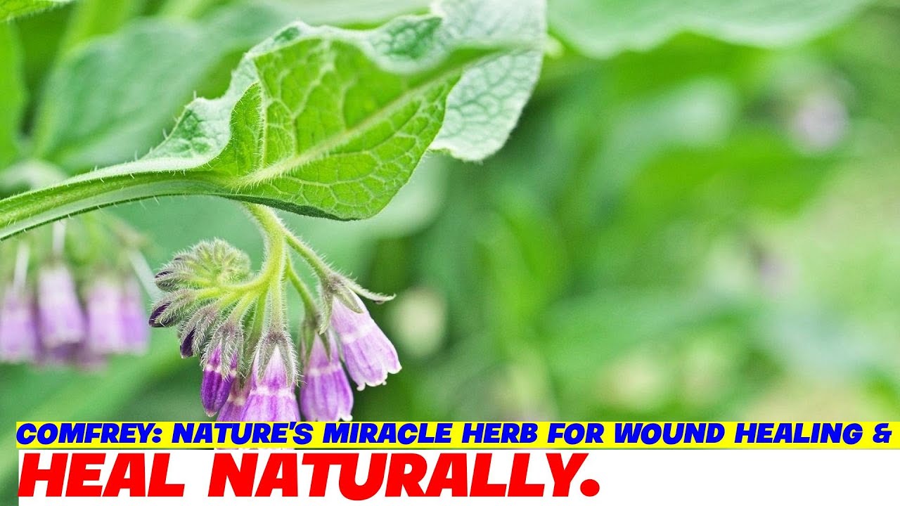 Comfrey: Nature's Miracle Herb for Wound Healing & Inflammation Control ...