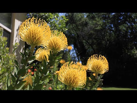 Video: Pflanzenpflege von Leucospermum: Erfahren Sie mehr über die Wachstumsbedingungen von Leucospermum