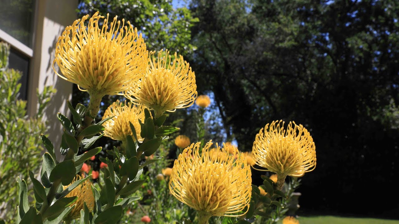 Secret to growing proteas in difficult soil conditions leucospermum