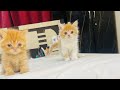 Semi punch|extreme punch| doll face persian bengal ragdoll mainecoon siberian cat for selling | cats