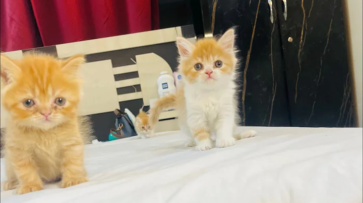 Watch the video about Semi punch|extreme punch| doll face persian bengal ragdoll mainecoon siberian cat for selling | cats