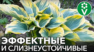 10 СОРТОВ ХОСТ, КОТОРЫЕ ДОЛЖНЫ БЫТЬ В КАЖДОМ САДУ!